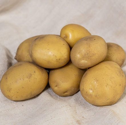 Насіннєва картопля Сенсейшен (надрання, високоврожайна)