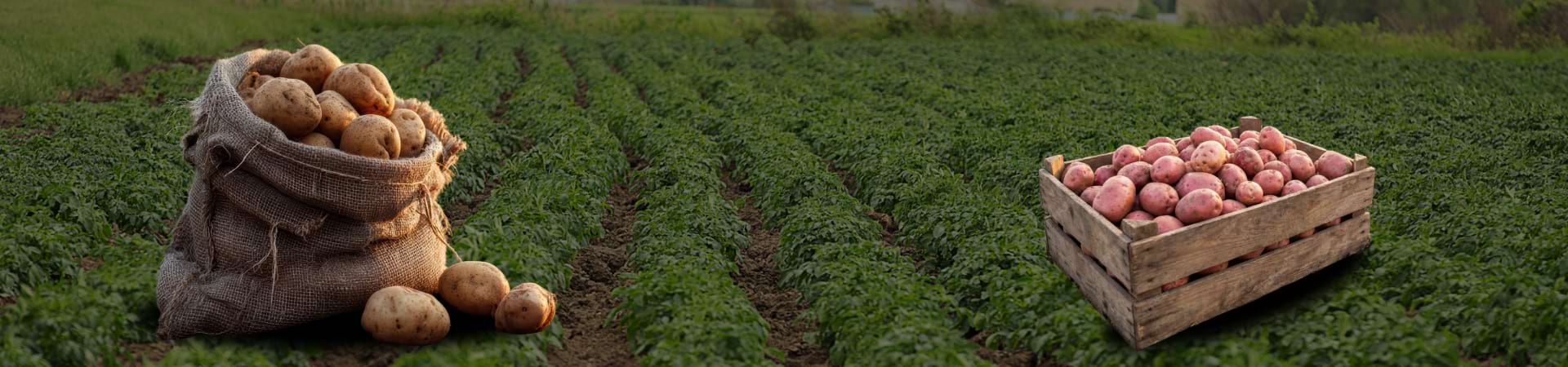 Розпродаж картоплі