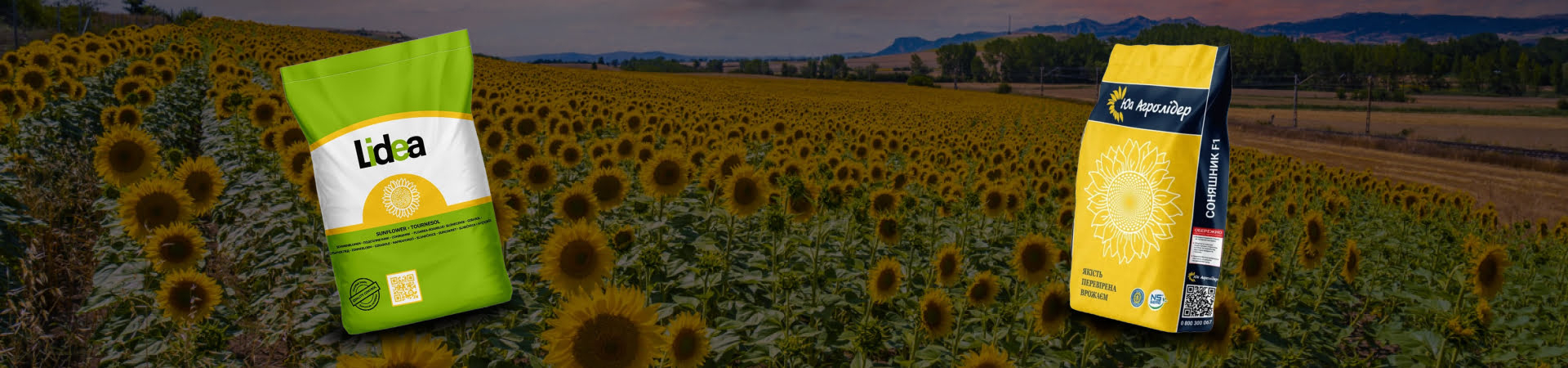 Посівмат соняшника